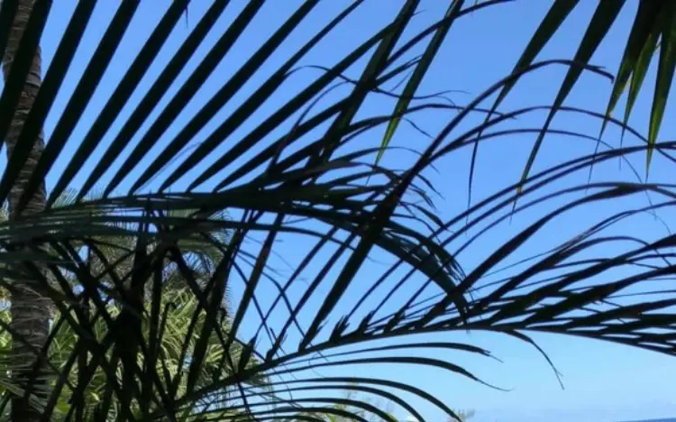 Le ciel au-dessus du Nirvana, entre les palmes, l'océan au loin